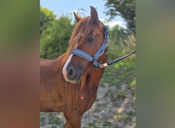 Welsh-B, Wallach, 3 Jahre, 133 cm, Fuchs