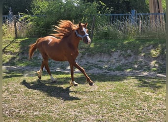 Welsh-B, Wallach, 3 Jahre, 133 cm, Fuchs