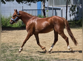 Welsh-B, Wallach, 3 Jahre, 133 cm, Fuchs