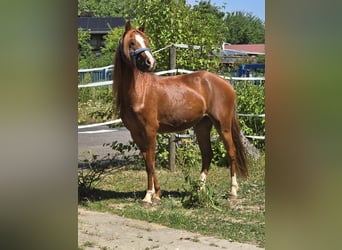 Welsh-B, Wallach, 3 Jahre, 133 cm, Fuchs