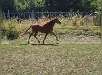 Welsh-B, Wallach, 3 Jahre, 133 cm, Fuchs