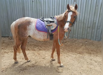 Welsh-B, Wallach, 3 Jahre, 134 cm, Rabicano