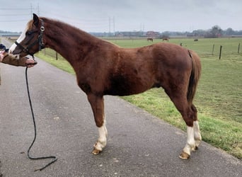 Welsh-B, Wallach, 3 Jahre, 135 cm, Fuchs