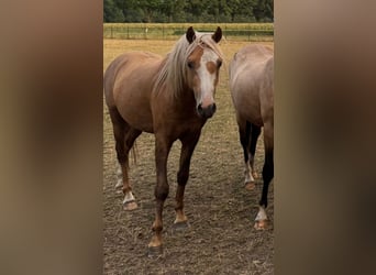 Welsh-B, Wallach, 3 Jahre, 135 cm, Palomino