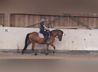 Welsh-B, Wallach, 3 Jahre, 136 cm, Brauner