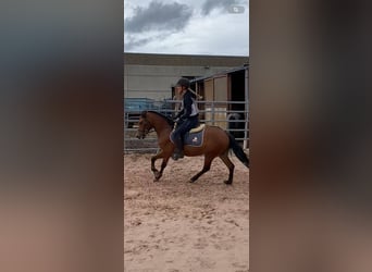 Welsh-B, Wallach, 3 Jahre, 136 cm, Brauner