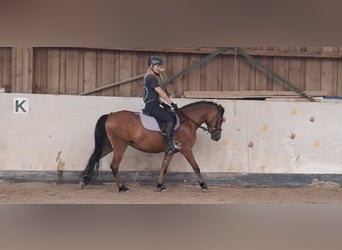 Welsh-B, Wallach, 3 Jahre, 136 cm, Brauner