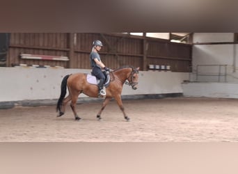 Welsh-B, Wallach, 3 Jahre, 136 cm, Brauner
