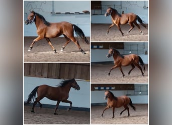 Welsh-B, Wallach, 3 Jahre, 136 cm, Brauner
