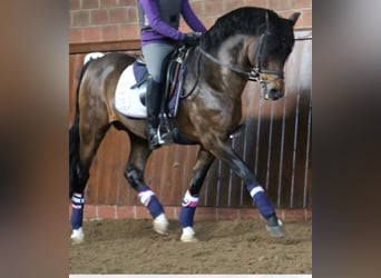 Welsh-B, Wallach, 3 Jahre, 136 cm, Palomino