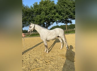 Welsh-B, Wallach, 3 Jahre, 136 cm, Schimmel