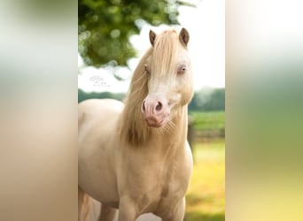 Welsh-B, Wallach, 4 Jahre, 113 cm, Perlino