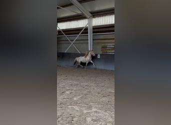Welsh-B, Wallach, 4 Jahre, 113 cm, Perlino