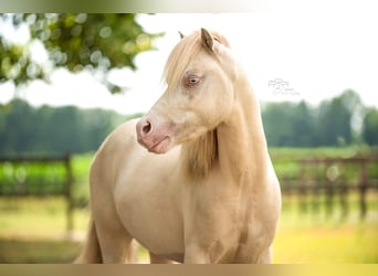 Welsh-B, Wallach, 4 Jahre, 113 cm, Perlino