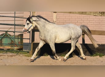 Welsh-B, Wallach, 4 Jahre, 120 cm, Schimmel