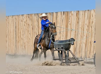 Welsh-B, Wallach, 4 Jahre, 122 cm, Rotbrauner