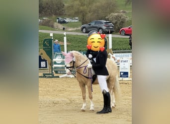 Welsh-B, Wallach, 4 Jahre, 123 cm, Palomino