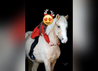 Welsh-B, Wallach, 4 Jahre, 123 cm, Palomino
