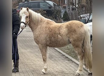 Welsh-B, Wallach, 4 Jahre, 123 cm, Palomino