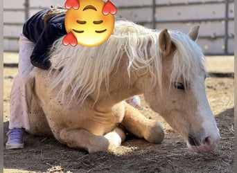 Welsh-B, Wallach, 4 Jahre, 123 cm, Palomino