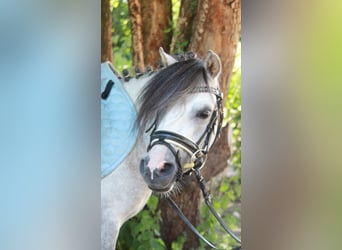 Welsh-B, Wallach, 4 Jahre, 125 cm