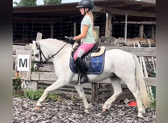 Welsh-B, Wallach, 4 Jahre, 125 cm, Schimmel