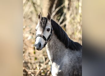 Welsh-B, Wallach, 4 Jahre, 125 cm, Schimmel