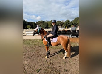 Welsh-B, Wallach, 4 Jahre, 126 cm, Dunkelfuchs