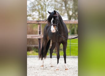 Welsh-B, Wallach, 4 Jahre, 127 cm, Dunkelbrauner