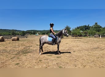 Welsh-B, Wallach, 4 Jahre, 128 cm, Schimmel