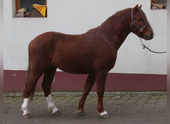 Welsh-B, Wallach, 4 Jahre, 129 cm, Fuchs