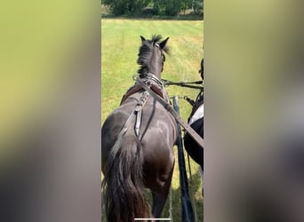 Welsh-B, Wallach, 4 Jahre, 130 cm, Rappe