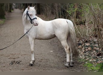Welsh-B, Wallach, 4 Jahre, 131 cm, Cremello