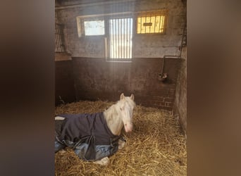 Welsh-B, Wallach, 4 Jahre, 131 cm, Cremello