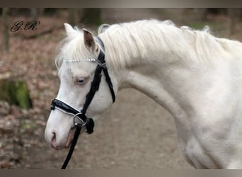 Welsh-B, Wallach, 4 Jahre, 131 cm, Cremello