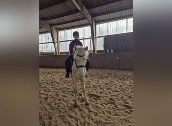 Welsh-B, Wallach, 4 Jahre, 131 cm, Cremello