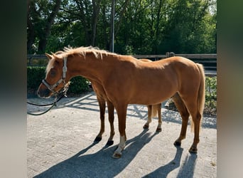 Welsh-B, Wallach, 4 Jahre, 131 cm, Fuchs