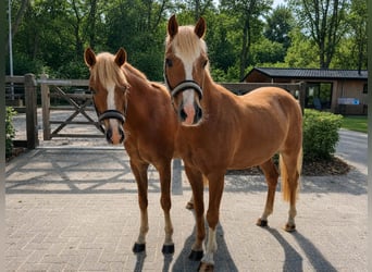 Welsh-B, Wallach, 4 Jahre, 131 cm, Fuchs