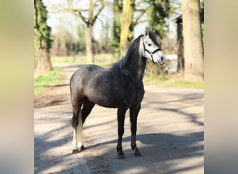 Welsh-B, Wallach, 4 Jahre, 131 cm, Schimmel