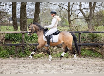 Welsh-B, Wallach, 4 Jahre, 132 cm, Buckskin