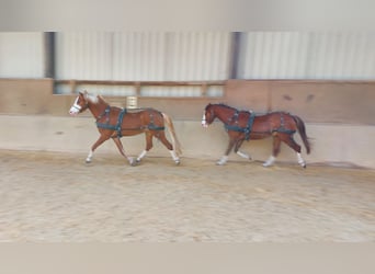 Welsh-B, Wallach, 4 Jahre, 132 cm, Fuchs