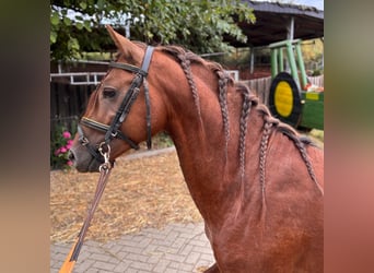 Welsh-B, Wallach, 4 Jahre, 133 cm, Dunkelfuchs
