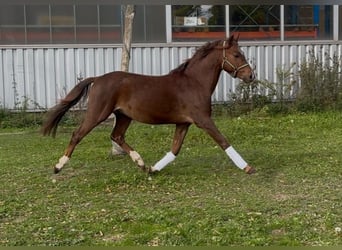 Welsh-B, Wallach, 4 Jahre, 133 cm, Dunkelfuchs