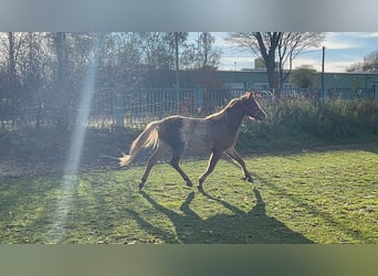 Welsh-B, Wallach, 4 Jahre, 133 cm