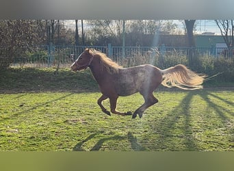 Welsh-B, Wallach, 4 Jahre, 133 cm, Roan-Red