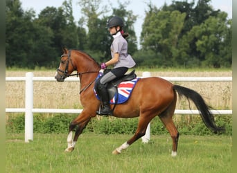 Welsh-B, Wallach, 4 Jahre, 134 cm, Brauner