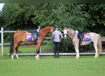 Welsh-B, Wallach, 4 Jahre, 134 cm, Brauner