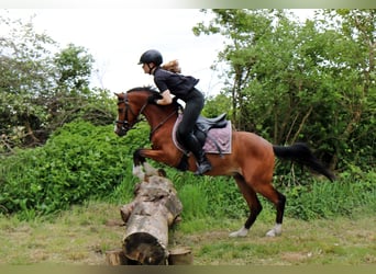 Welsh-B, Wallach, 4 Jahre, 134 cm, Brauner
