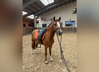 Welsh-B, Wallach, 4 Jahre, 134 cm, Falbe