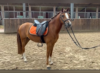 Welsh-B, Wallach, 4 Jahre, 134 cm, Fuchs